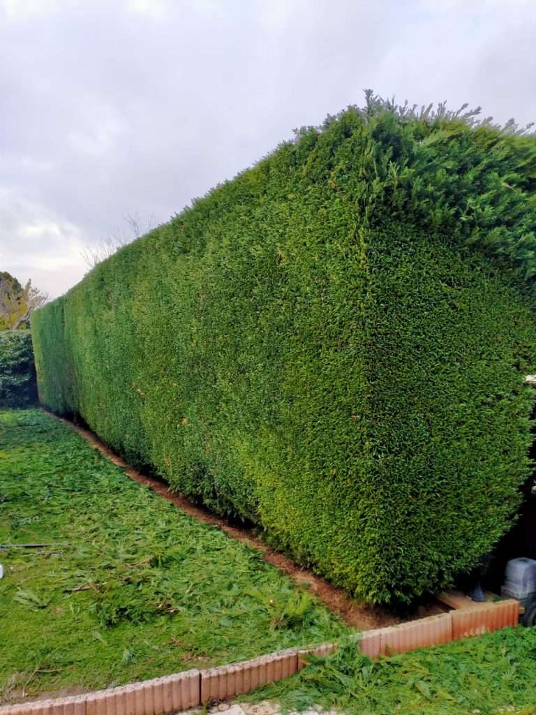 Haie parfaitement taillée à Cugnaux, avec une finition nette après l'intervention d'Occitanie Espaces Verts.