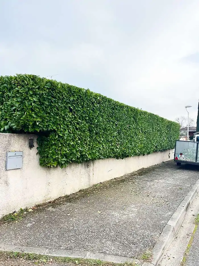 Haie soigneusement taillée, formant une barrière verte nette et uniforme, le long d'un mur et d'un espace de stationnement.