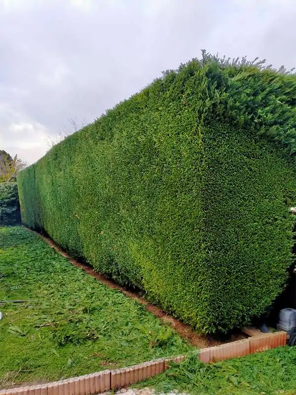 Haie parfaitement taillée avec des contours nets, réalisée après un service de taille, avec un jardin bien entretenu en arrière-plan.