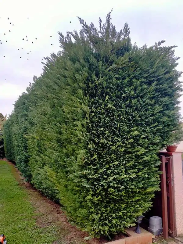 Haie avant l'intervention de taille, avec une végétation touffue et des branches à couper pour redonner une forme nette.
