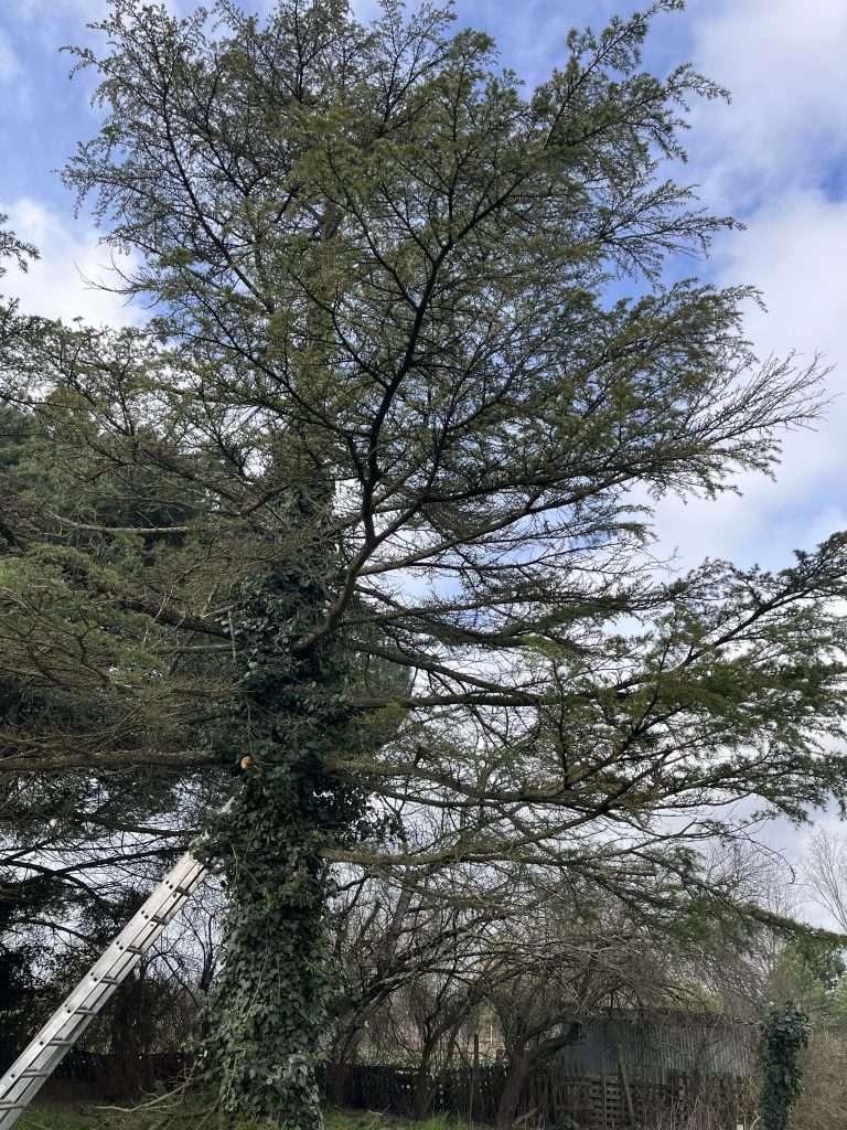  Un grand sapin envahi par le lierre avec une échelle posée contre le tronc, marquant le début des travaux d’abattage.