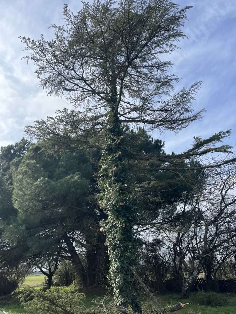 Le sapin partiellement élagué avec plusieurs branches coupées, laissant apparaître son tronc recouvert de lierre..