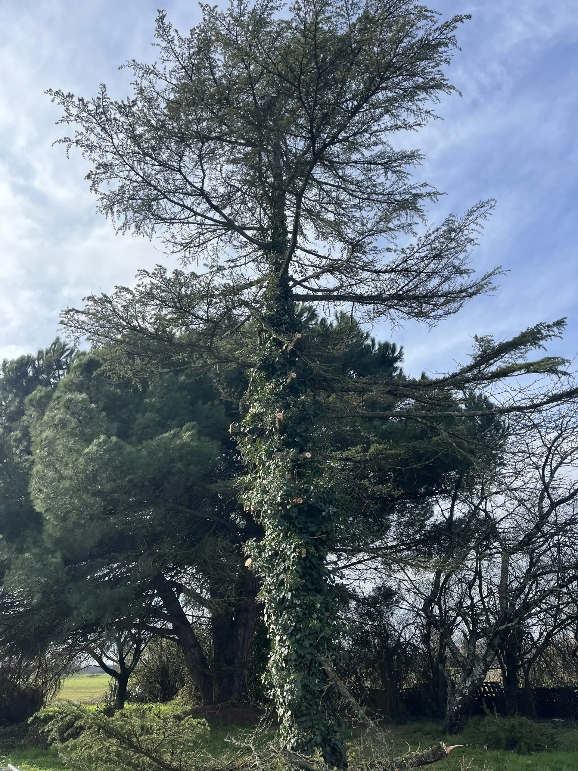 Le sapin partiellement élagué avec plusieurs branches coupées, laissant apparaître son tronc recouvert de lierre..
