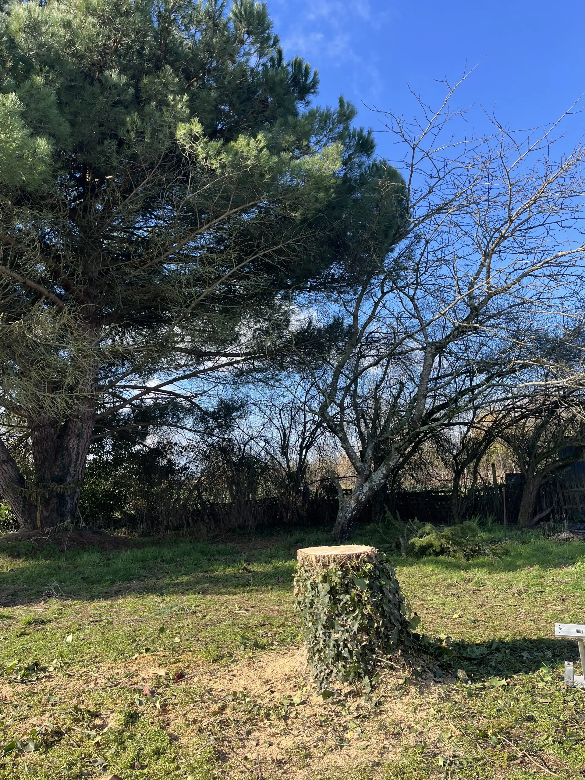 La souche du sapin fraîchement coupé entourée de lierre, avec un espace dégagé après l’abattage complet de l’arbre.